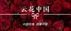 云南墨红玫瑰高标准种植与加工工艺通过国际认证，云品云花中国定义行业新标杆